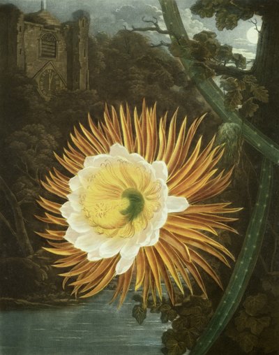 Cereus noční neboli noční kaktus, rytina od Dunkartona, z knihy Roberta Thorntona "The Temple of Flora", vyd. 1800 od P. and Pether, A. Reinagle